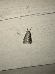 Alsophila pometaria