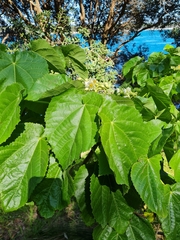 Entelea arborescens