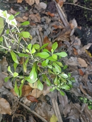 Corokia