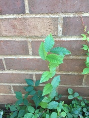 Ulmus alata