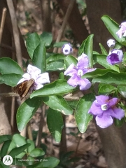 Eudaminae