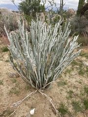 Euphorbia lomelii