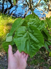 Entelea arborescens