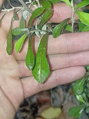 Corokia