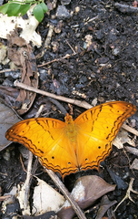 Vindula dejone erotella