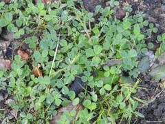 Trifolium subterraneum