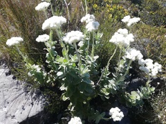 Helichrysum fruticans
