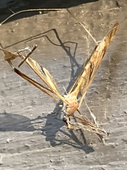 Tipulomorpha