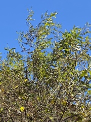 Salix caroliniana