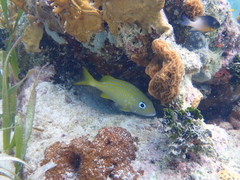 Haemulon flavolineatum