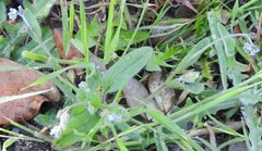 Myosotis ramosissima