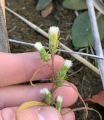 Symphyotrichum ciliatum