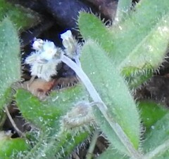 Myosotis ramosissima