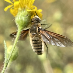 Poecilanthrax lucifer