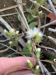 Symphyotrichum ciliatum