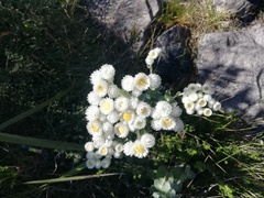 Helichrysum fruticans