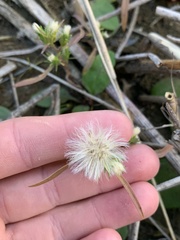 Symphyotrichum ciliatum
