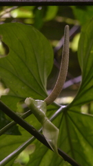 Anthurium caperatum