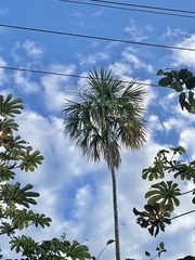 Sabal mauritiiformis