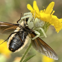 Poecilanthrax lucifer