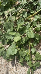 Modiola caroliniana
