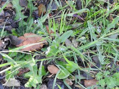 Myosotis ramosissima