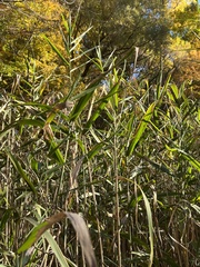 Phragmites australis