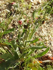 Cynoglossum cheirifolium