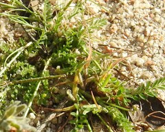Biserrula pelecinus