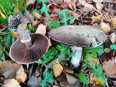 Agaricus