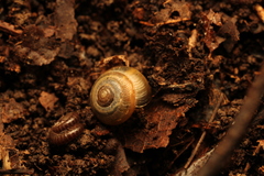 Ventridens ligera