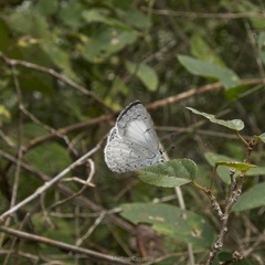 Celastrina echo gozora