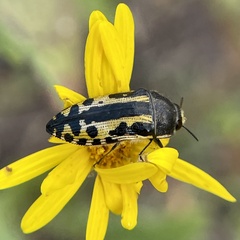 Acmaeodera scalaris