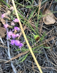 Liatris virgata