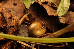 Ventridens ligera