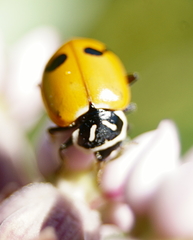 Hippodamia glacialis