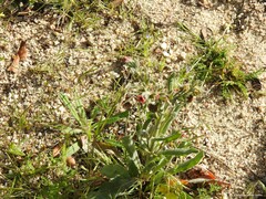 Biserrula pelecinus