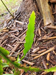 Epiphyllum phyllanthus