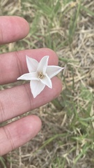 Zephyranthes drummondii