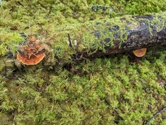 Pycnoporellus fulgens