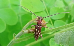 Ambonus distinctus