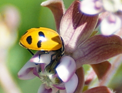Hippodamia glacialis