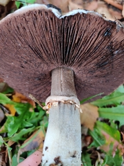 Agaricus