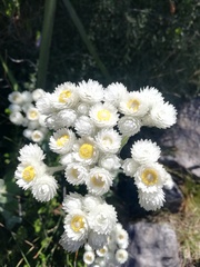Helichrysum fruticans