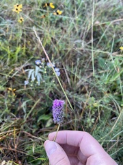 Dalea purpurea