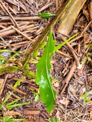 Epiphyllum phyllanthus