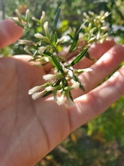 Baccharis halimifolia