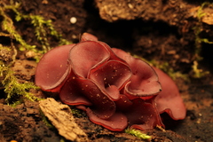 Ascocoryne cylichnium