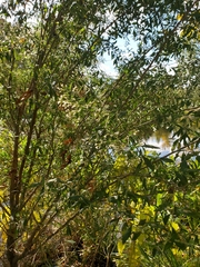 Baccharis halimifolia