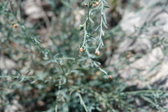 Thamnosma texana